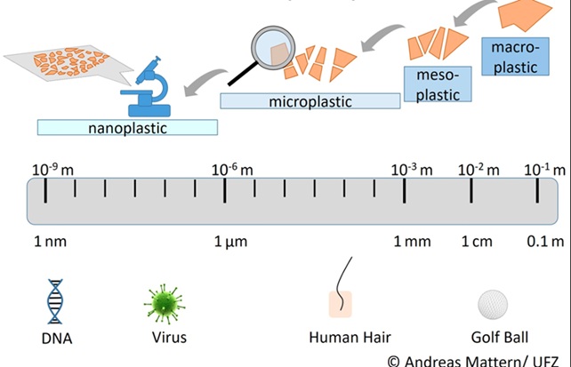 Micro e nanoplastiche come interferenti endocrini: implicazioni per la funzione tiroidea e l’omeostasi ormonale